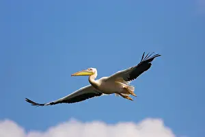 Elegance: Great White Pelican (Pelecanus onocrotalus)