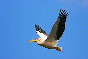 Elegance: Great White Pelican (Pelecanus onocrotalus)