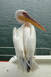 Onocrotalus: Great White Pelican, (Pelecanus onocrotalus)