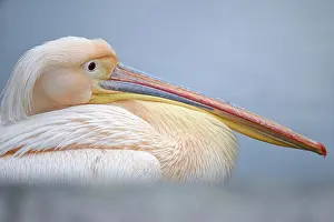 Onocrotalus: Great white pelican (Pelecanus onocrotalus), captive