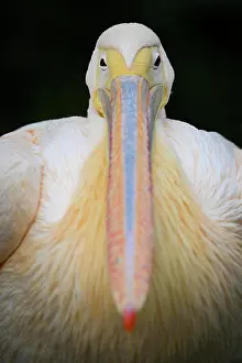Onocrotalus: Great white pelican (Pelecanus onocrotalus), captive