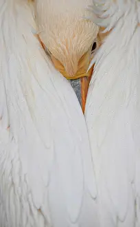 Onocrotalus: Great white pelican (Pelecanus onocrotalus), captive