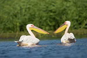 Dobruja: Great White Pelican (Pelecanus onocrotalus)