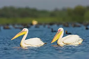 Dobruja: Great White Pelican (Pelecanus onocrotalus)