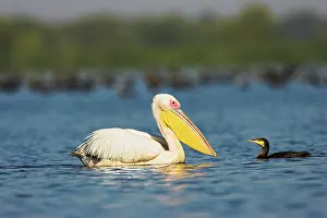Dobruja: Great White Pelican (Pelecanus onocrotalus)