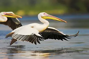 Dobruja: Great White Pelican (Pelecanus onocrotalus)