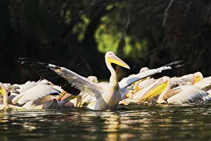 Ramsar: Great White Pelican (Pelecanus onocrotalus)