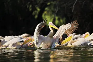 Ramsar: Great White Pelican (Pelecanus onocrotalus)