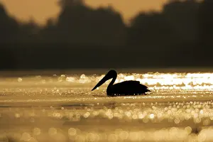 Ramsar: Great White Pelican (Pelecanus onocrotalus)