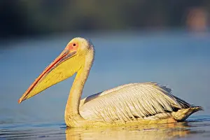 Ramsar: Great White Pelican (Pelecanus onocrotalus)