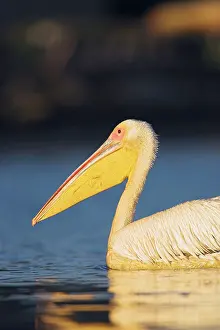 Ramsar: Great White Pelican (Pelecanus onocrotalus)