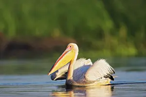 Ramsar: Great White Pelican (Pelecanus onocrotalus)