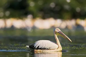 Ramsar: Great White Pelican (Pelecanus onocrotalus)