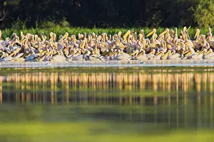 Ramsar: Great White Pelican (Pelecanus onocrotalus)