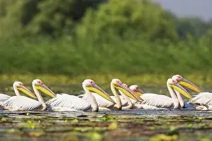 Ramsar: Great White Pelican (Pelecanus onocrotalus)