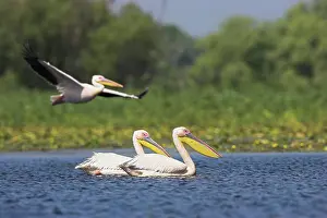 Ramsar: Great White Pelican (Pelecanus onocrotalus)
