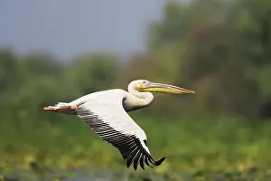 Elegance: Great White Pelican (Pelecanus onocrotalus)