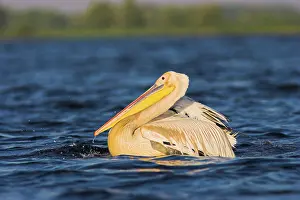 Fishery: Great White Pelican (Pelecanus onocrotalus)