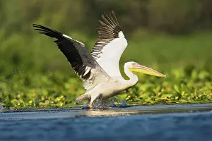 Ramsar: Great White Pelican (Pelecanus onocrotalus)