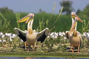Ramsar: Great White Pelican (Pelecanus onocrotalus)