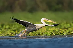 Ramsar: Great White Pelican (Pelecanus onocrotalus)