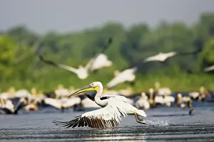 Ramsar: Great White Pelican (Pelecanus onocrotalus)