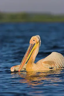 Fishery: Great White Pelican (Pelecanus onocrotalus)