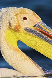 Ramsar: Great White Pelican (Pelecanus onocrotalus)