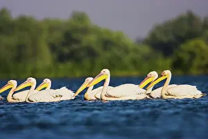 Ramsar: Great White Pelican (Pelecanus onocrotalus)