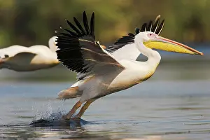 Danube: Great White Pelican (Pelecanus onocrotalus)