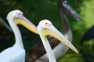 Pelecanus: Great white pelican (Pelecanus onocrotalus), Bavaria