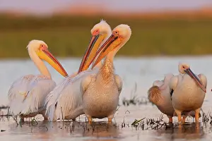 Danube: Great white pelican (Pelecanus onocrotalus), group