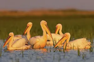Danube: Great white pelican (Pelecanus onocrotalus), group