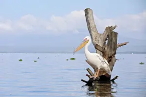 Naivasha: Great white pelican (Pelecanus onocrotalus), Lake