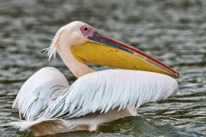 Naivasha: Great white pelican (Pelecanus onocrotalus), Lake