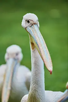 Onocrotalus: Great white pelican (Pelecanus onocrotalus) portrait