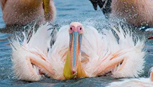 Splashing: Great White Pelican (Pelecanus onocrotalus) is s