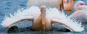 Splashing: Great White Pelican (Pelecanus onocrotalus) is s