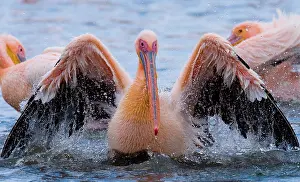 Splashing: Great White Pelican (Pelecanus onocrotalus) is s