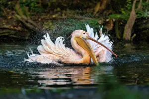 Shake: Great white pelican (Pelecanus onocrotalus) shakes