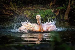 Splash: Great white pelican (Pelecanus onocrotalus) swimming