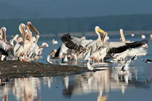 Pelicanus: Great White Pelican - stretching wings