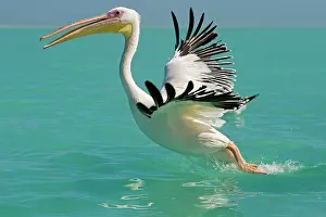 Altantic: Great White Pelican - taking off