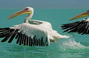 Altantic: Great White Pelican - taking off