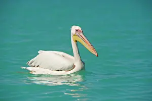 Altantic: Great White Pelican - on the water