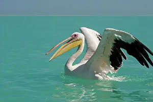 Altantic: Great White Pelican - on the water - with wings