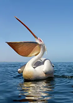 Seascape: Great White Pelican - with bill wide open - wide