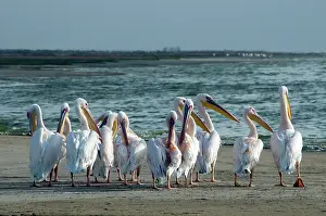 Walvis: Great White Pelicans
