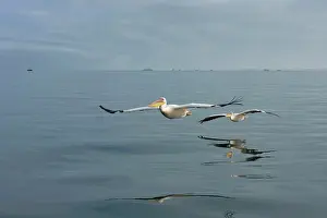 Vessels: Great White Pelicans - In flight over the Atlantic
