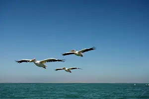 Altantic: Great White Pelicans - in flight over the ocean
